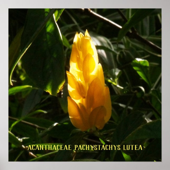 Acanthaceae Pachystachys lutea - Golden Candle Poster (Framsidan)