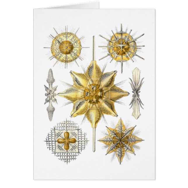 Acanthometra Hälsningskort (Framsidan)