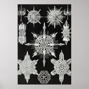 Acanthophracta, Wunderstrahlinge Aquatic Animal Poster