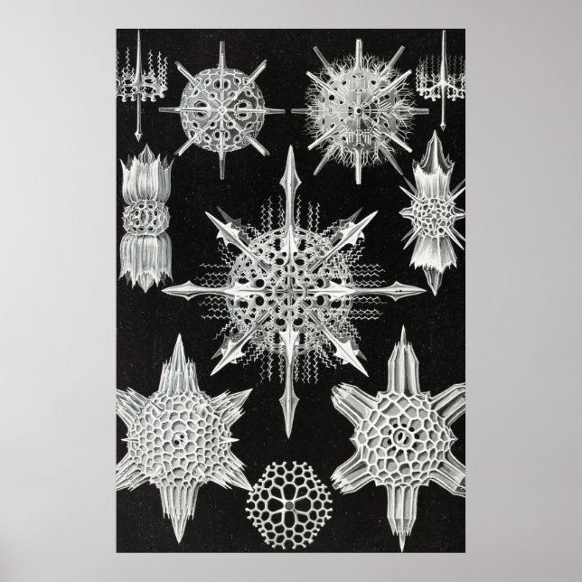 Acanthophracta, Wunderstrahlinge Aquatic Animal Poster (Framsidan)