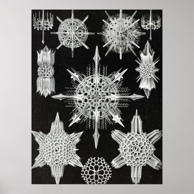 Acanthophracta, Wunderstrahlinge Aquatic Animal Poster (Framsidan)