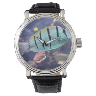 Acanthurus triostegus armbandsur