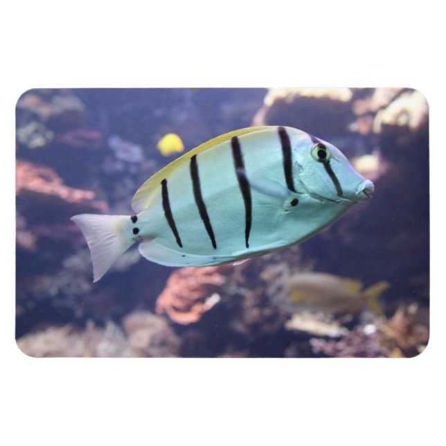 Acanthurus triostegus magnet (Horisontell)