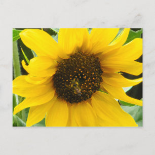 Accented Busy Bee Vykort