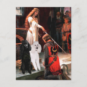 Accolade - Pudel (TVO Standard) Vykort