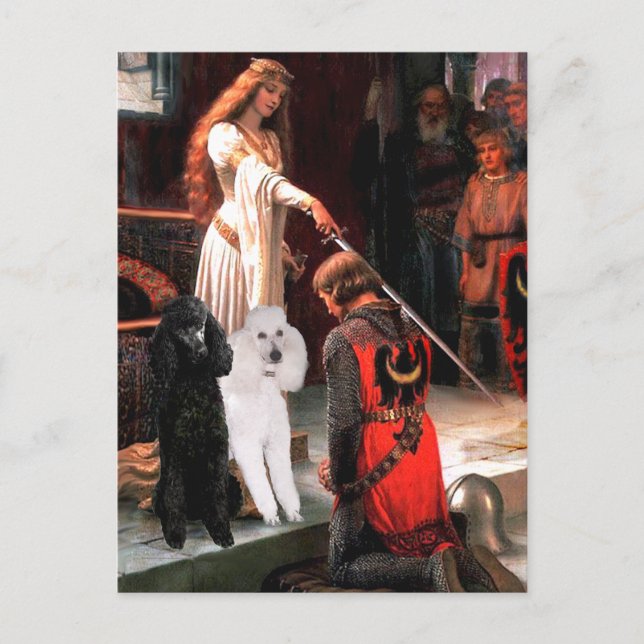 Accolade - Pudel (TVO Standard) Vykort (Framsida)