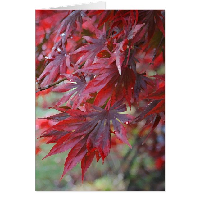 Acer palmatum 'Trompenburg Hälsningskort (Framsidan)