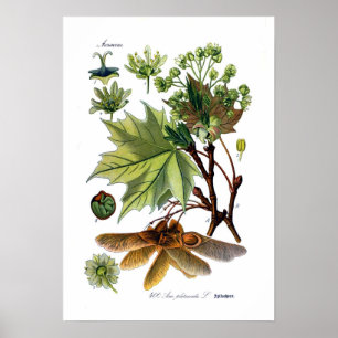 Acer platanoides (Norge Maple) Poster