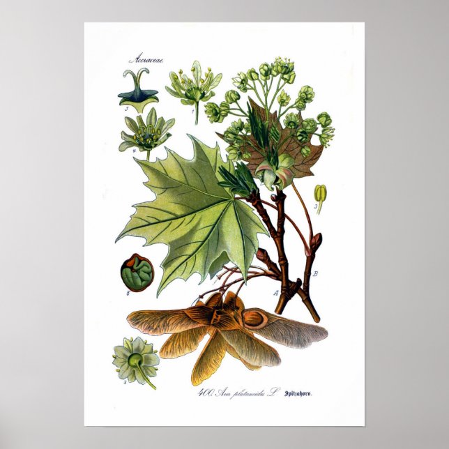 Acer platanoides (Norge Maple) Poster (Framsidan)