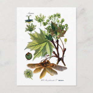 Acer platanoides (Norway Maple) Vykort