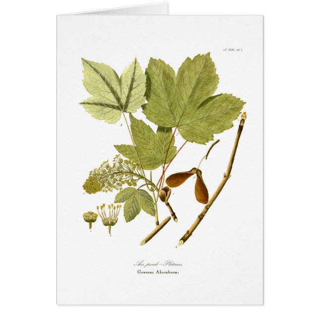 Acer pseudo-platanus hälsningskort (Framsidan)