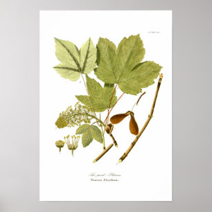 Acer pseudo platanus poster