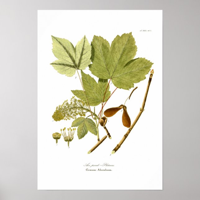 Acer pseudo platanus poster (Framsidan)