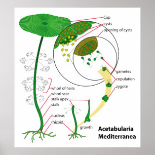 Acetabularia Mediterranea liv cyklar diagrammet Poster