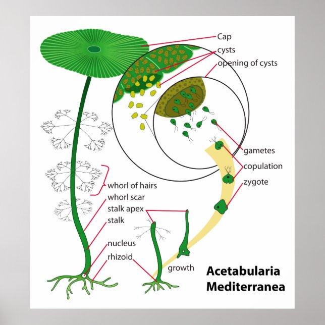 Acetabularia Mediterranean Life Cycle Diagram Poster (Framsidan)