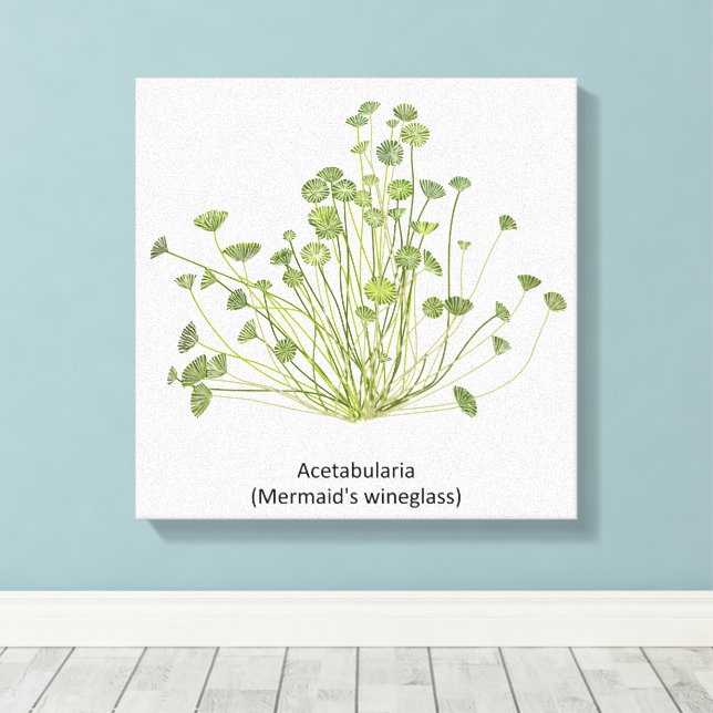 Acetabularia (Sjöjungfruns Wineglass) Hand plockad Canvastryck (Insitu (trägolv))