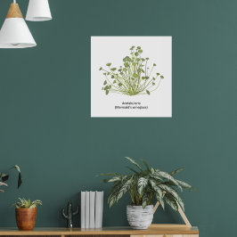 Acetabularia (Sjöjungfruns Wineglass) Hand plockad Poster