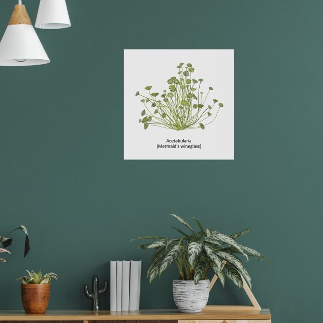 Acetabularia (Sjöjungfruns Wineglass) Hand plockad Poster (Vardagsrum 1)