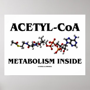 Acetyl- CoA metabolism insida (kemisk molekyl) Poster