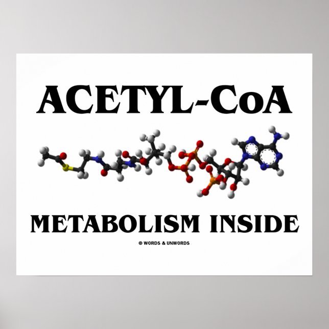 Acetyl- CoA metabolism insida (kemisk molekyl) Poster (Framsidan)