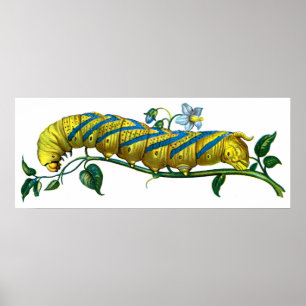 Acherontia atropos caterpelare poster
