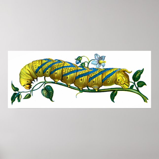 Acherontia atropos caterpelare poster (Framsidan)