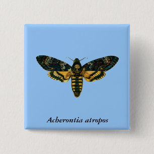 Acherontia atropos (Dödschef Hawkmoth) Knapp