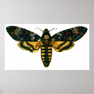 Acherontia atropos (Dödschef Hawkmoth) Poster
