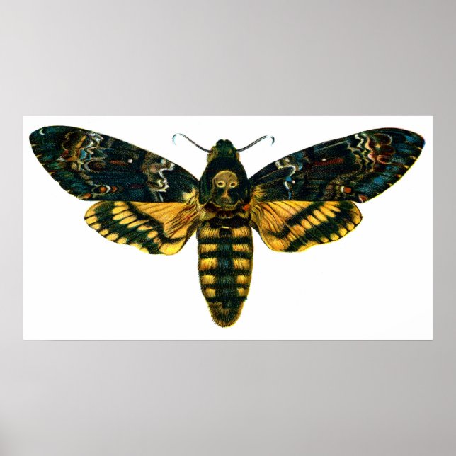 Acherontia atropos (Dödschef Hawkmoth) Poster (Framsidan)