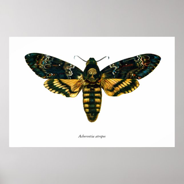Acherontia atropos (Dödschef Hawkmoth) Poster (Framsidan)