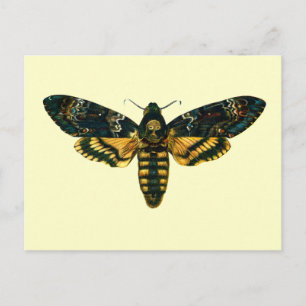 Acherontia atropos (Dödschef Hawkmoth) Vykort