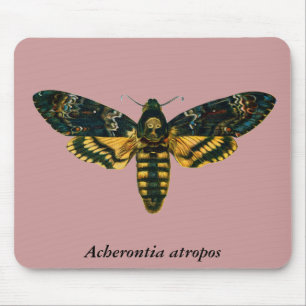 Acherontia atropos musmatta