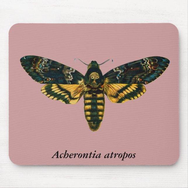Acherontia atropos musmatta (Framsidan)
