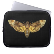 Acherontia Lachesis - Dödschef Hawkmoth