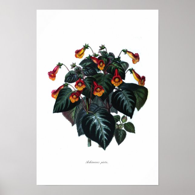 Achimenes picta poster (Framsidan)