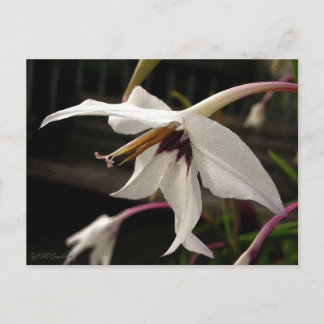 Acidanthera eller påfågelGladiolus Vykort