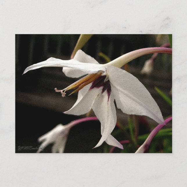 Acidanthera eller påfågelGladiolus Vykort (Framsida)