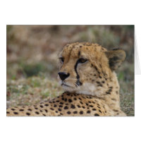 Acinonyx jubatus