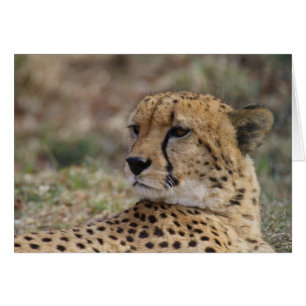 Acinonyx jubatus hälsningskort