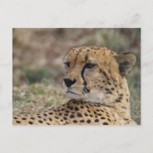 Acinonyx jubatus vykort