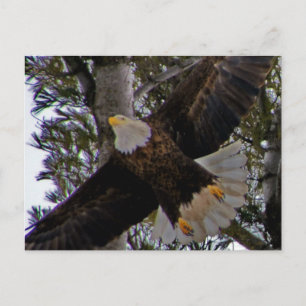Ackley Eagle Vykort