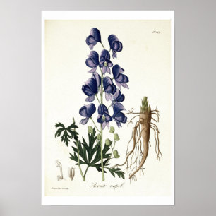 Aconitum Napellus från "Phytographie Medicale" by Poster