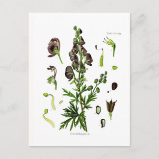Aconitum napellus(Monkshood) Vykort