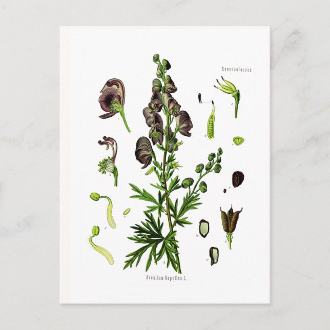 Aconitum napellus(Monkshood) Vykort (Framsida)