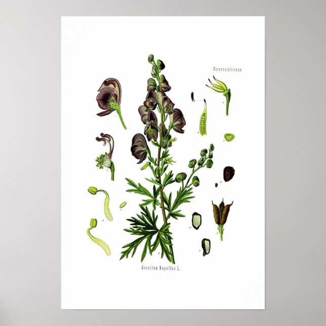 Aconitum napellus poster (Framsidan)