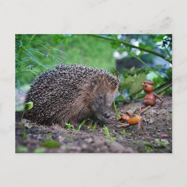 Acorn ef with hund and hedgehog - nice vykort (Framsida)