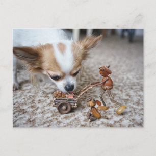 Acorn elf matar chihuahua vykort