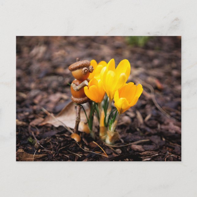 Acorn elf med gult crocus-blomman vår vykort (Framsida)
