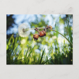 Acorn Elf på dandelion Vykort