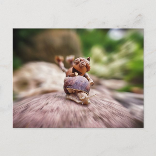 Acorn Elf rider på vykortet snigel Vykort (Framsida)